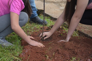 Prefeitura de Piraí do Sul realiza projeto de arborização urbana