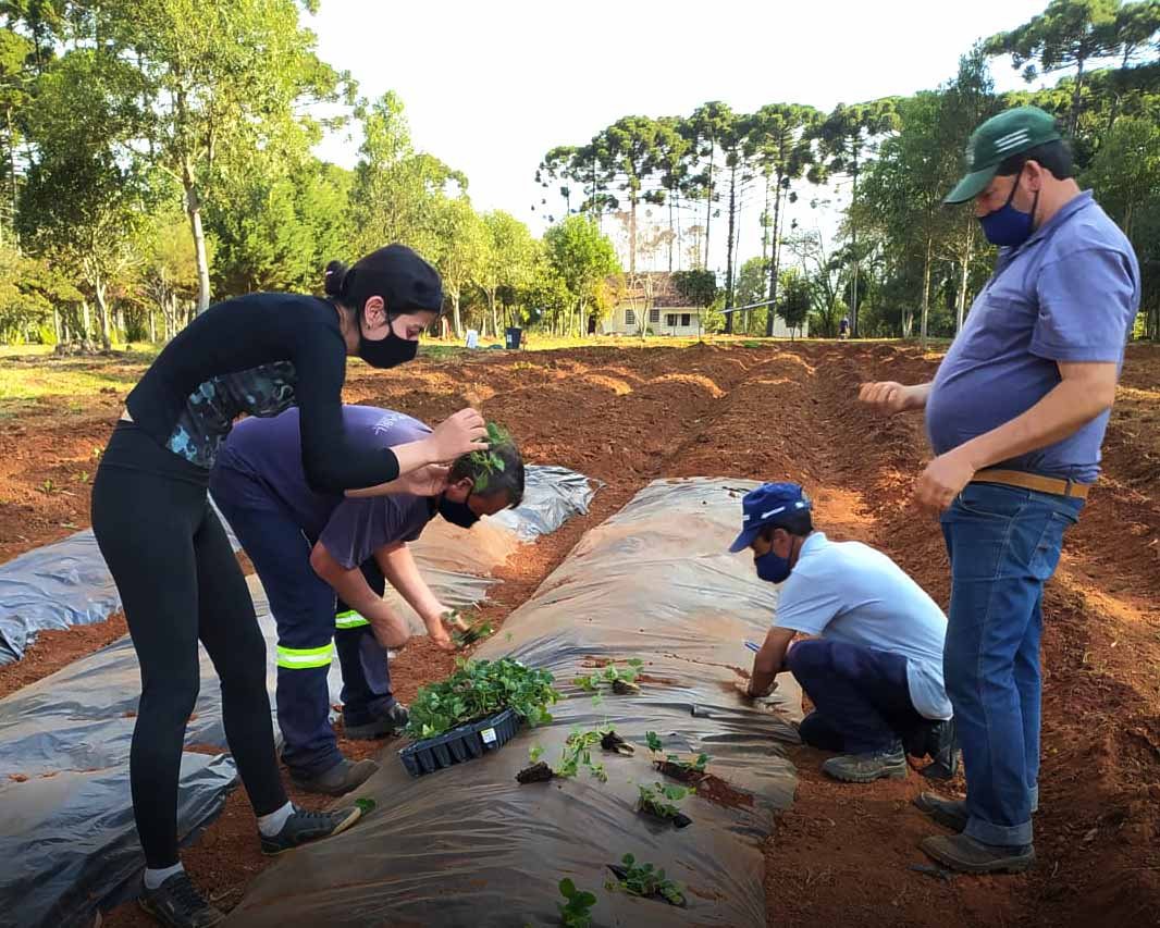 Horta comunitária em Piraí do Sul: das práticas pedagógicas ao combate à insegurança alimentar.